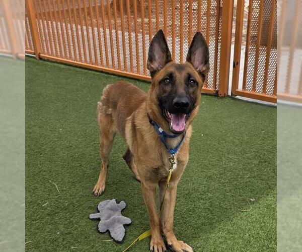 Medium Photo #2 German Shepherd Dog-Unknown Mix Puppy For Sale in Las Vegas, NV, USA