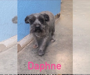 Miniature Schnauzer-Unknown Mix Dogs for adoption in Grafton, WI, USA