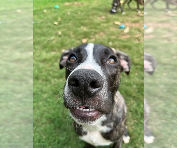 Medium Photo #6 American Staffordshire Terrier-German Shepherd Dog Mix Puppy For Sale in McDonough, GA, USA
