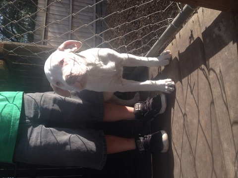 Medium Photo #1 American Bulldog Puppy For Sale in ZEPHYRHILLS, FL, USA