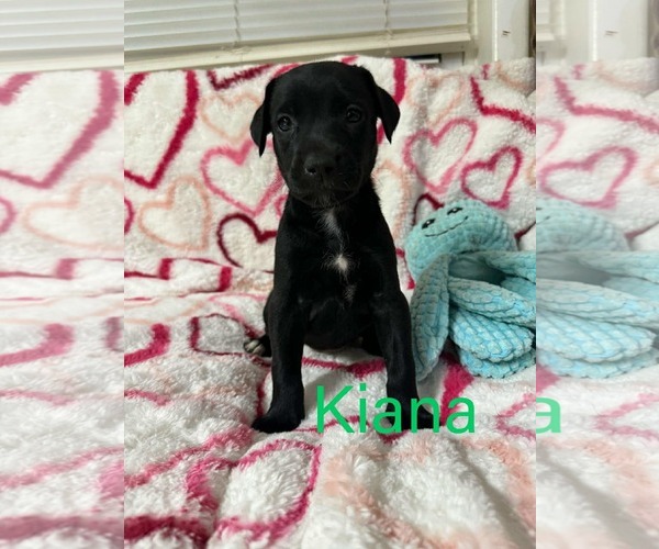 Medium Photo #2 Labrador Retriever-Unknown Mix Puppy For Sale in pomfret, CT, USA