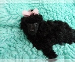 Small Photo #2 Poodle (Toy) Puppy For Sale in LAUREL, MS, USA