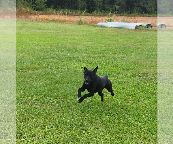 Medium Photo #4 Labrador Retriever-Unknown Mix Puppy For Sale in Oakhurst, NJ, USA