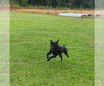 Small #3 Labrador Retriever Mix