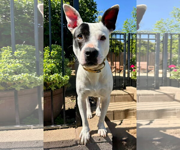 Medium Photo #11 American Pit Bull Terrier-Unknown Mix Puppy For Sale in Redlands, CA, USA
