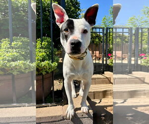 Milo - Female American Pit Bull Terrier-Unknown Mix Dog for Adoption - Photo #11
