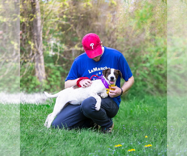 Medium Photo #6 Coonhound-Unknown Mix Puppy For Sale in Unionville, PA, USA