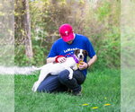Small #5 Coonhound Mix