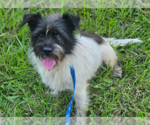 Small #1 Mutt