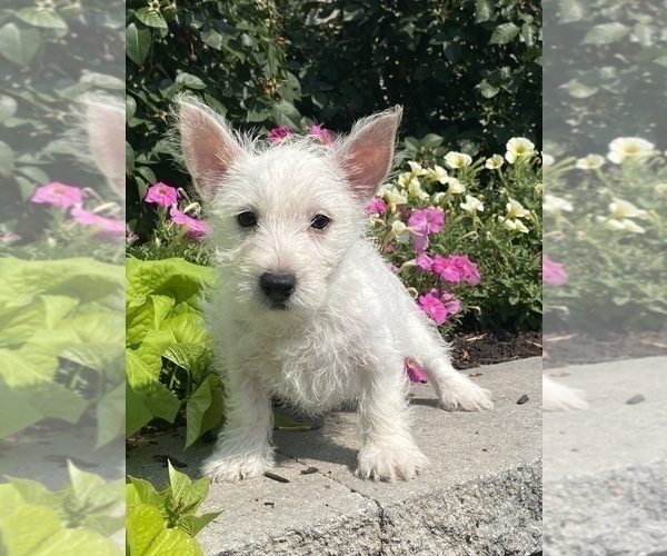 Medium Photo #2 West Highland White Terrier Puppy For Sale in CANOGA, NY, USA