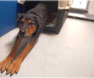 Doberman Pinscher-Unknown Mix Dogs for adoption in Las Vegas, NV, USA