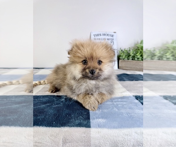 Medium Photo #1 Pomeranian Puppy For Sale in GREENFIELD, IN, USA