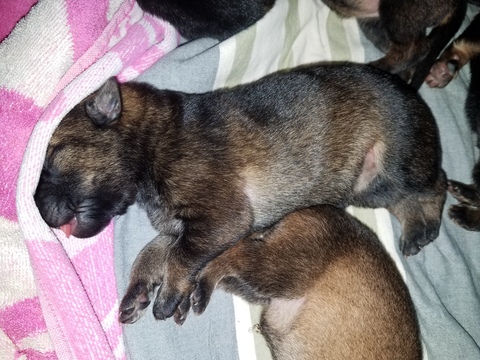 View Ad: German Shepherd Dog Puppy for Sale Price In Greece