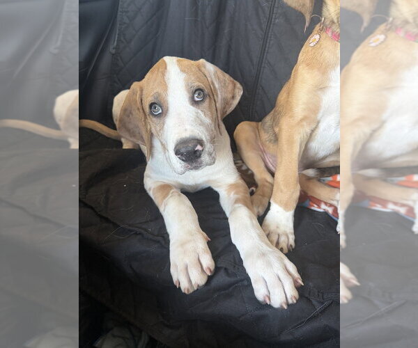 Medium Photo #12 Great Dane-Unknown Mix Puppy For Sale in OKLAHOMA CITY, OK, USA