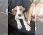 Small #11 Great Dane Mix