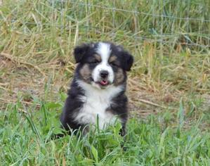 View Ad: Australian Shepherd Puppy for Sale near EAST CANTON, ADN-80027