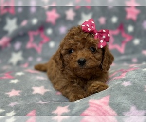 Cavapoo Puppy for Sale in LAKELAND, Florida USA