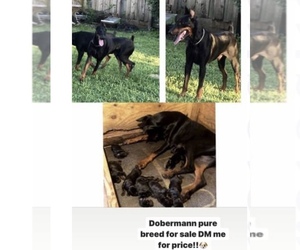 Doberman Pinscher Puppy for sale in COUNTRY LAKES, FL, USA