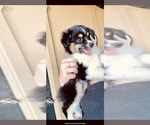 Small Photo #1 Australian Shepherd Puppy For Sale in ANTHONY, FL, USA
