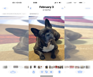 Father of the French Bulldog puppies born on 06/09/2025