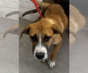 German Shepherd Dog-Unknown Mix Dogs for adoption in San Bernardino, CA, USA
