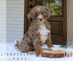 Small #1 Bernedoodle (Miniature)