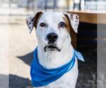 Small American Staffordshire Terrier Mix