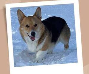 Father of the Pembroke Welsh Corgi puppies born on 03/13/2023