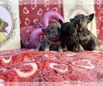 Small Photo #7 French Bulldog Puppy For Sale in REDMOND, WA, USA