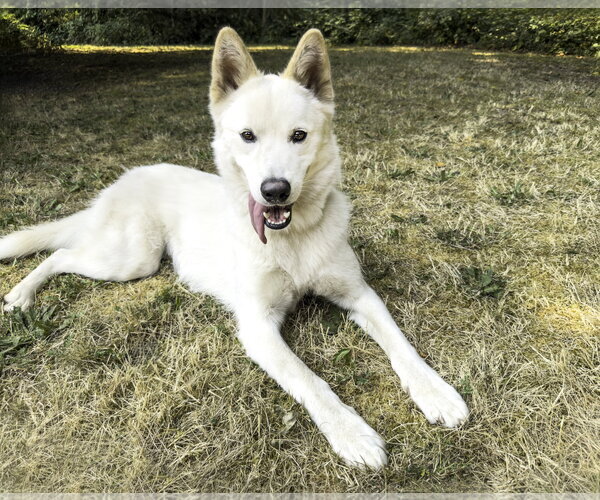 Medium Photo #1 Siberian Husky-Unknown Mix Puppy For Sale in Bellevue, WA, USA