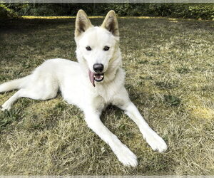Xarpo - Female Siberian Husky-Unknown Mix Dog for Adoption
