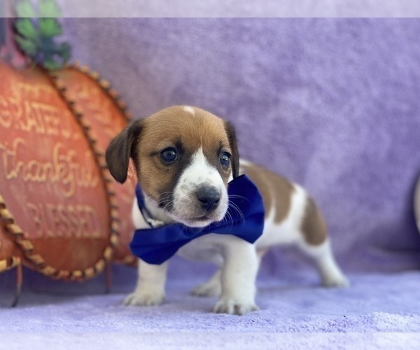 Full screen Photo #1 Jack Russell Terrier Puppy For Sale in LANCASTER, PA, USA