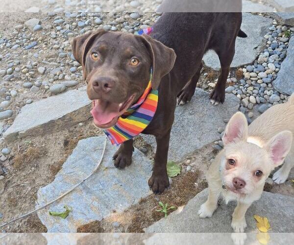 Medium Photo #3 Labrador Retriever-Unknown Mix Puppy For Sale in Clovis, CA, USA