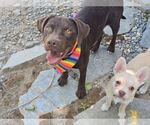 Small #2 Labrador Retriever Mix