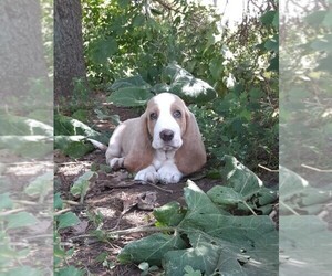 Basset Hound Puppy for sale in LUXEMBURG, WI, USA