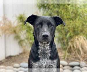 Bindi - Female Mutt Dog for Adoption - Photo #2