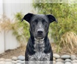 Small Photo #2 Mutt Puppy For Sale in MIDWAY, UT, USA