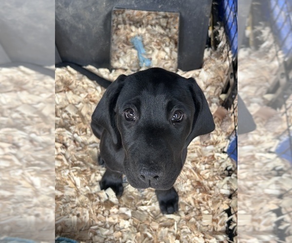 Medium Photo #1 German Shorthaired Lab Puppy For Sale in TACOMA, WA, USA