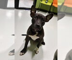 Small Mutt