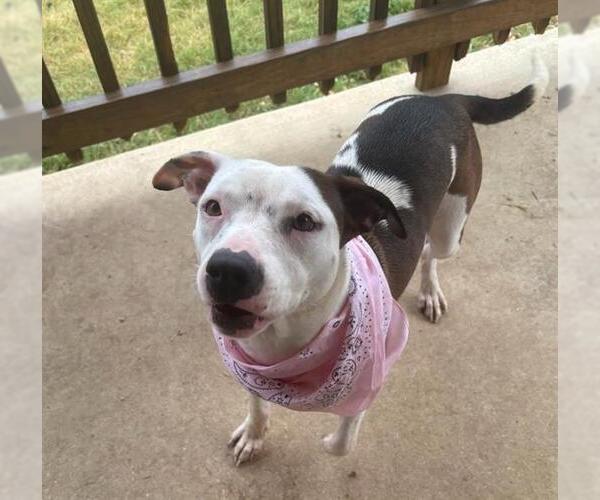 Medium Photo #1 American Staffordshire Terrier Puppy For Sale in San Antonio, TX, USA