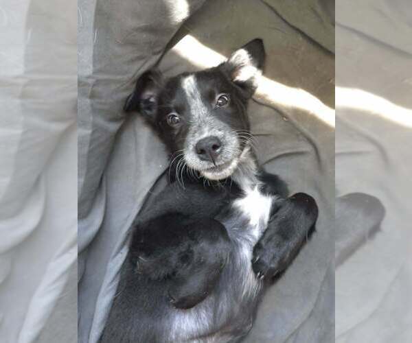 Medium Photo #2 Shepweiller Puppy For Sale in Raleigh, NC, USA