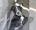 Small #1 Shepweiller
