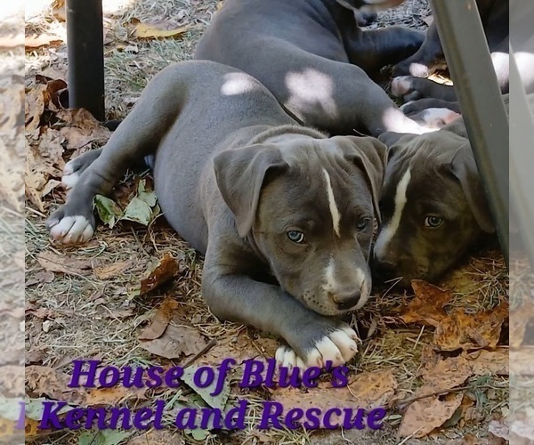 Medium Photo #2 American Pit Bull Terrier Puppy For Sale in DELAWARE, OH, USA