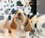 Puppy Smudge Basset Hound