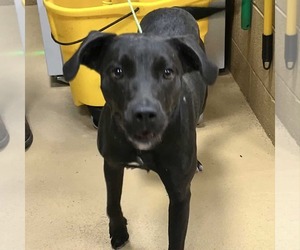 Mutt Dogs for adoption in Rockaway, NJ, USA