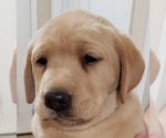Small #2 Labrador Retriever