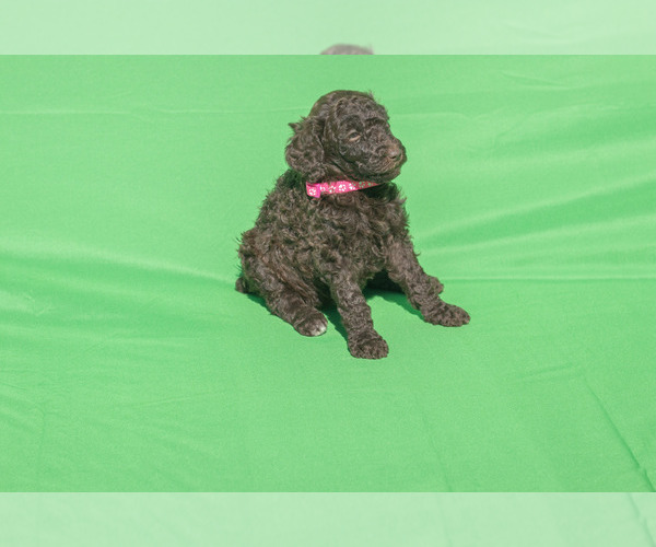 Medium Photo #1 Poodle (Standard) Puppy For Sale in STATESVILLE, NC, USA