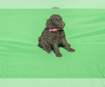 Small Photo #1 Poodle (Standard) Puppy For Sale in STATESVILLE, NC, USA
