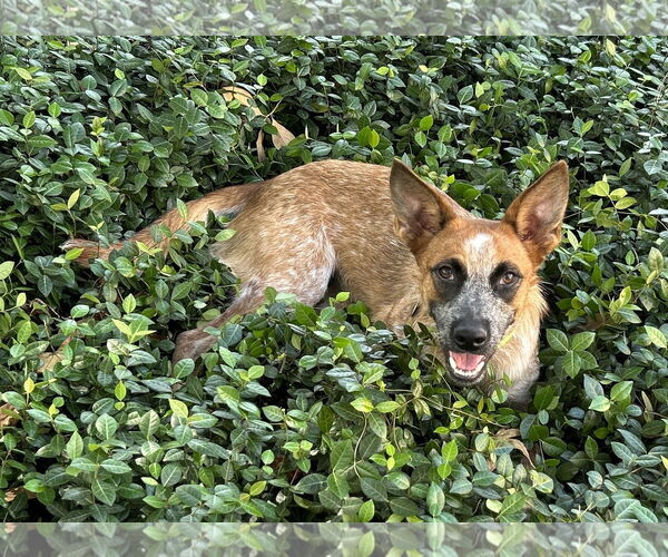 Medium Photo #3 - Mix Puppy For Sale in Marina Del Rey, CA, USA