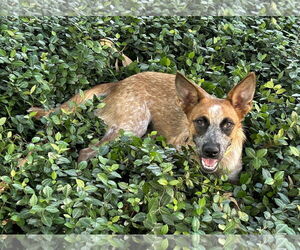 BAM BAM (red heeler) - Female - Mix Dog for Adoption - Photo #3